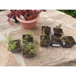 Все отзывы о Отзывы об интернет-магазине Интернет-магазин Garden Plants shop-gardenplants.ru на stena-otzyvov.com